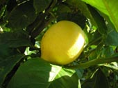 Lemon Picture